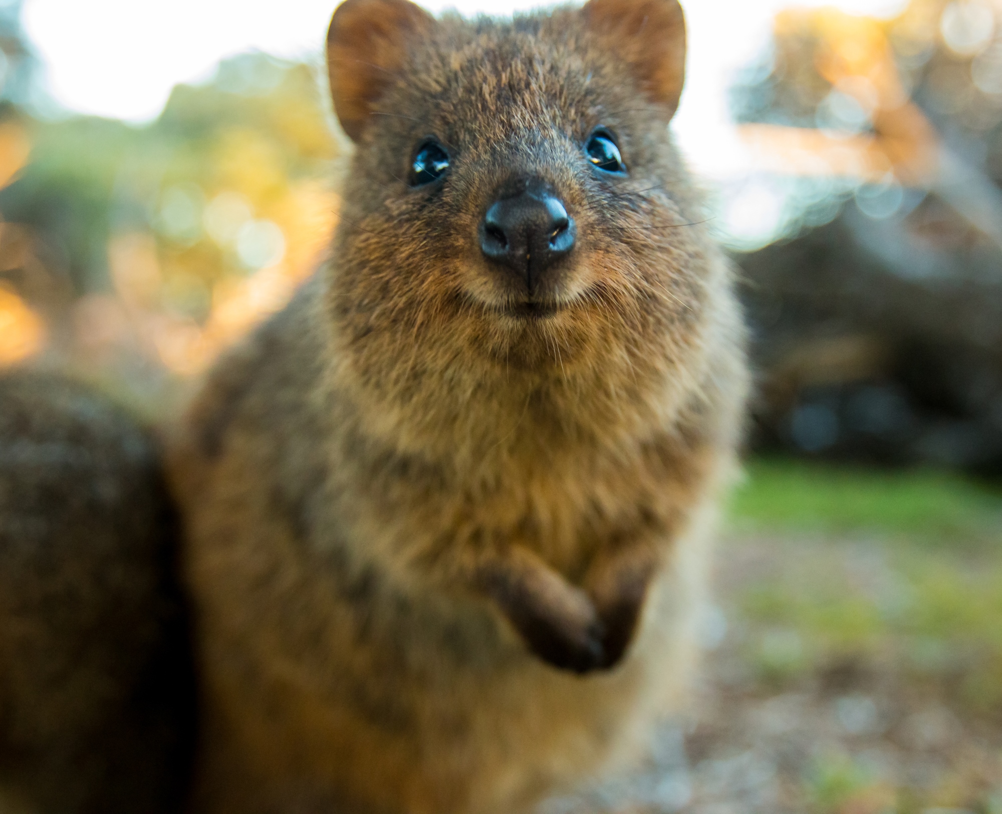 Rottnest Island Kingdom of the Quokka - 4k - Sea Dog TV International ...